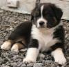 Photo du Chien
