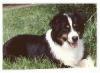 Photo du Chien