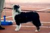 Photo du Chien