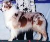 Photo du Chien