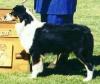 Photo du Chien