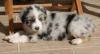Photo du Chien