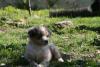 Photo du Chien